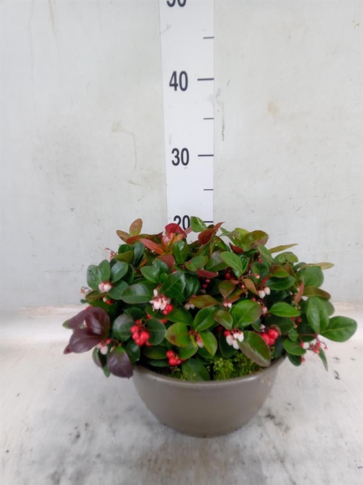 <h4>Gaultheria proc.</h4>