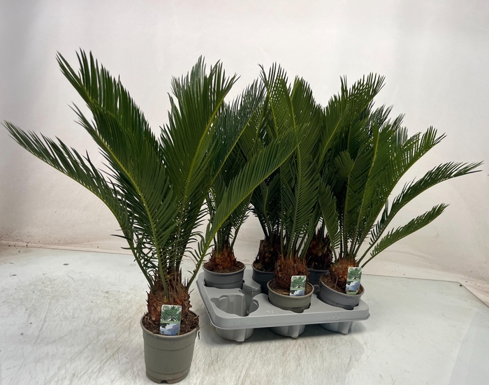 <h4>CYCAS REVOLUTA</h4>