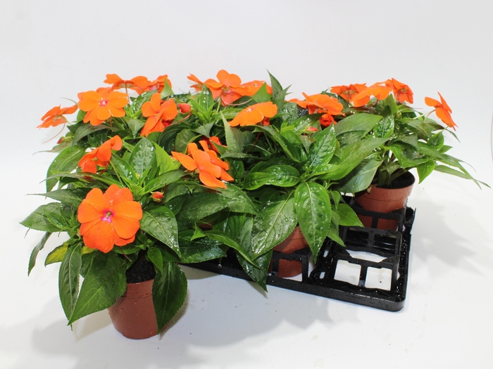 <h4>IMPAT NG TA ORANGE</h4>