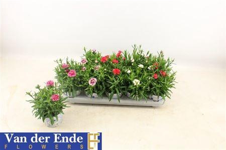 <h4>Dian Osc Gem</h4>