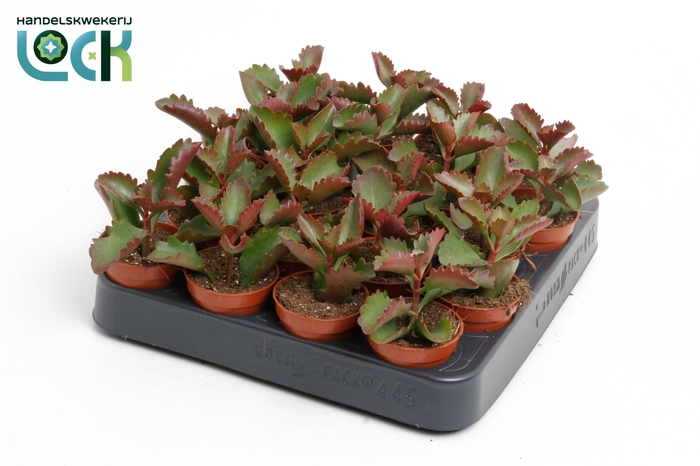 <h4>Kalanchoë Pinatum</h4>