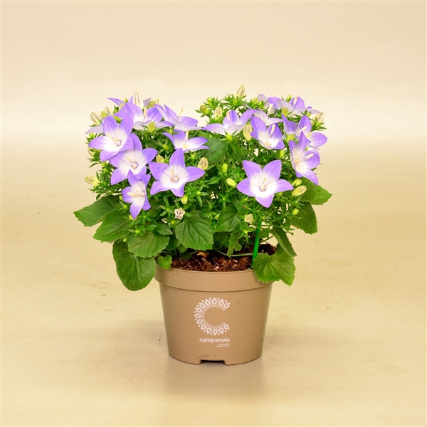 <h4>Campanula iso. 'Berlin Bicolor'</h4>