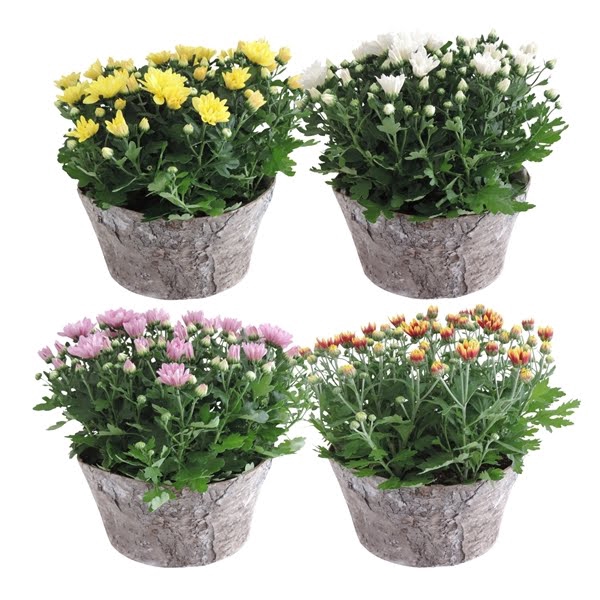 <h4>Collectie Betula Chrysant Mix in Berk 25 cm</h4>