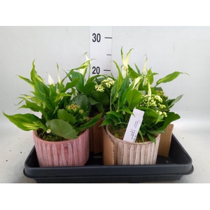 Arr.    Planten  L%