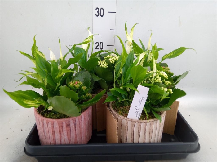 <h4>Arr.    Planten  L%</h4>