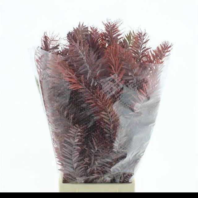 <h4>ACACIA BL CL LUNE BS</h4>