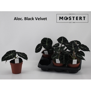 Aloc Black Velvet