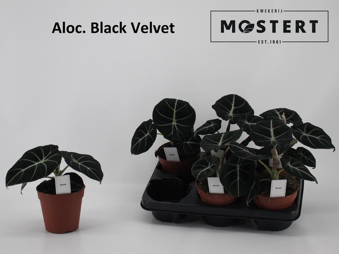 <h4>ALOC BLACK VELVET</h4>