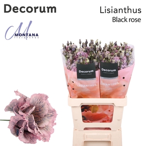 Lisianthus Dye Alissa black rose