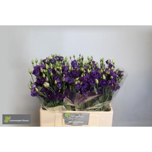 EUS G MINU DARK PURP