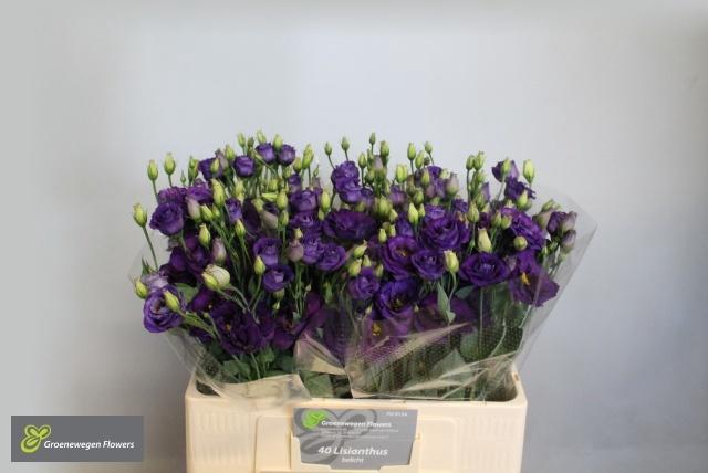 <h4>EUS G MINU DARK PURP</h4>