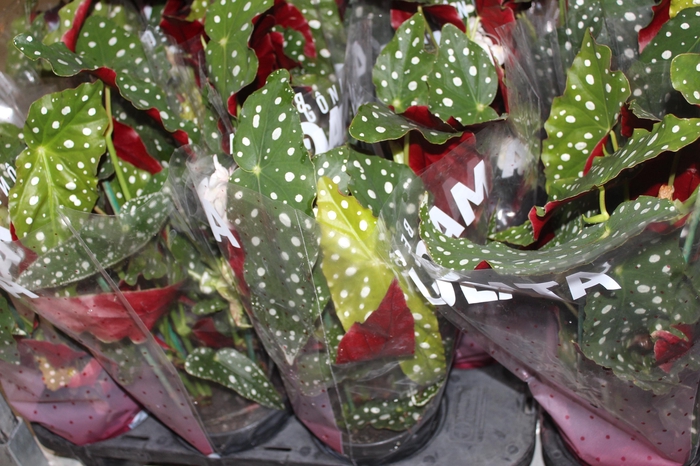 <h4>BEGONIA MACULATA P15 PO</h4>