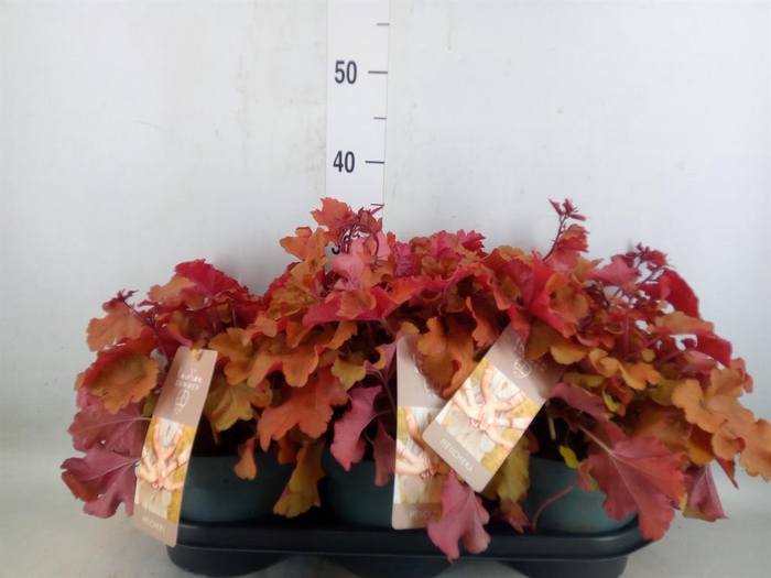 <h4>Heuchera   ...</h4>