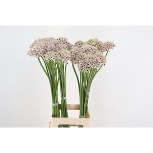 ALLIUM SILVERSPRING