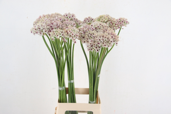<h4>ALLIUM SILVERSPRING</h4>