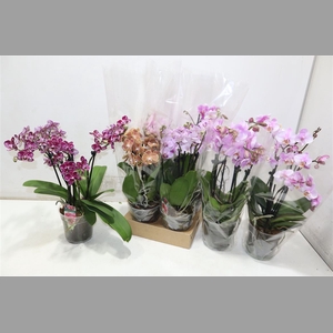 Phal Gem
