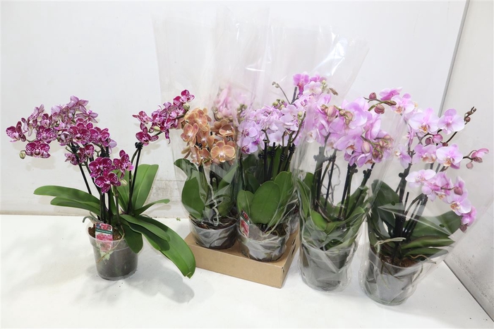 <h4>Phal Gem</h4>