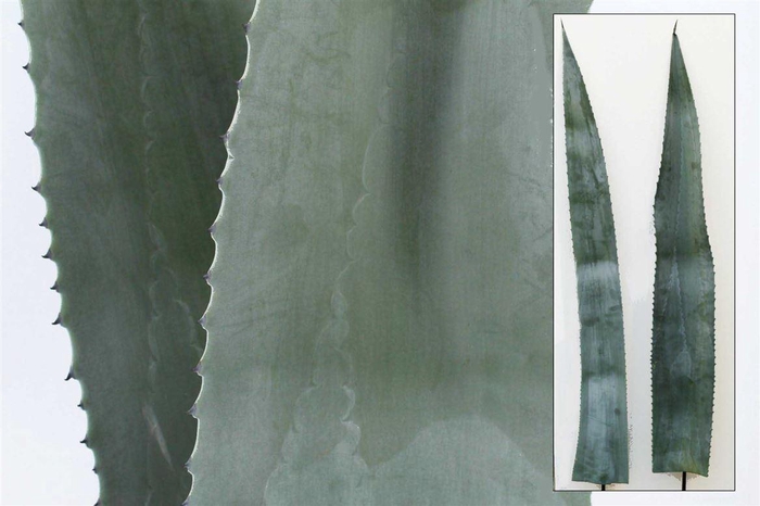 <h4>Agave americana</h4>