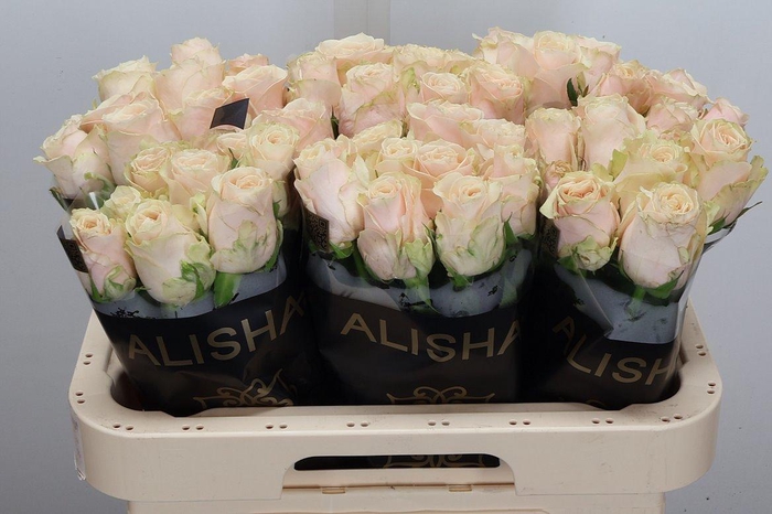 <h4>R Gr Roxanne+</h4>