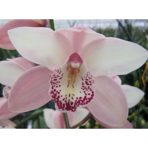 Cymbidium  Summer Mag Pink