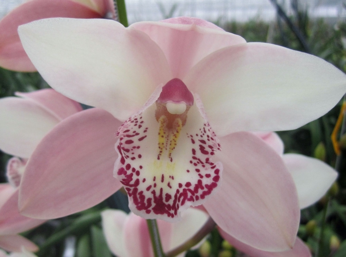 <h4>Cymbidium  Summer Mag Pink</h4>