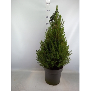 Picea glauca 'Conica'