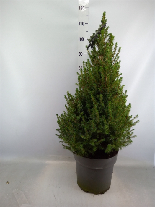 <h4>Picea glauca 'Conica'</h4>