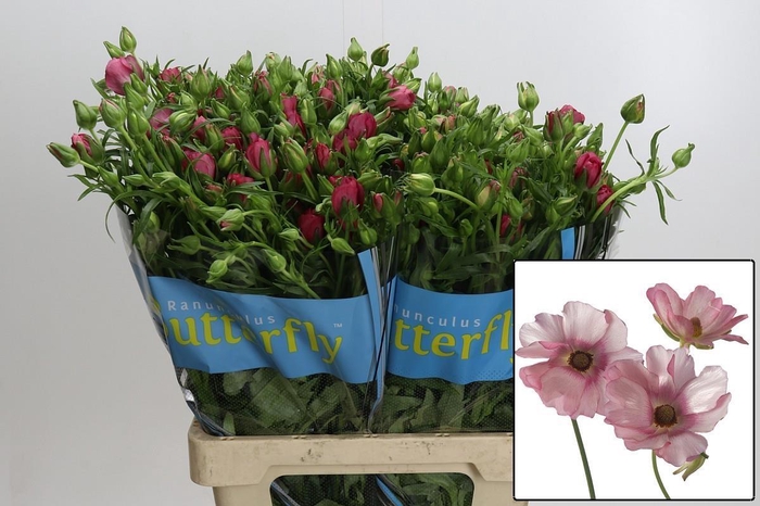 <h4>RAN BUTTERFLY LYCIA</h4>