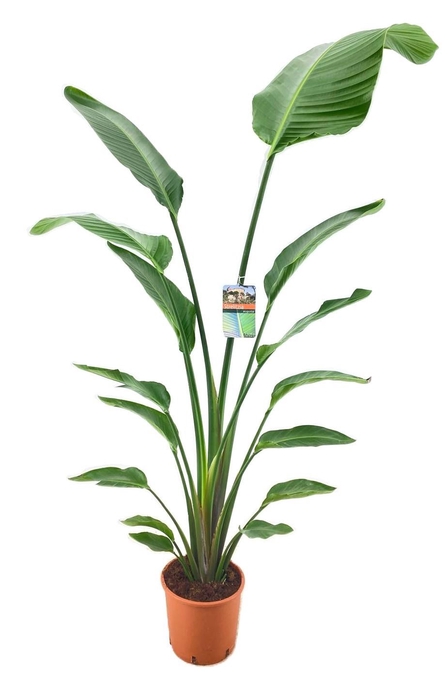 <h4>Strelitzia augusta</h4>