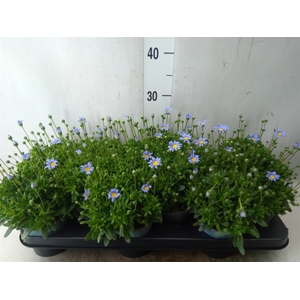 Felicia amell. 'Felicitara Blue'