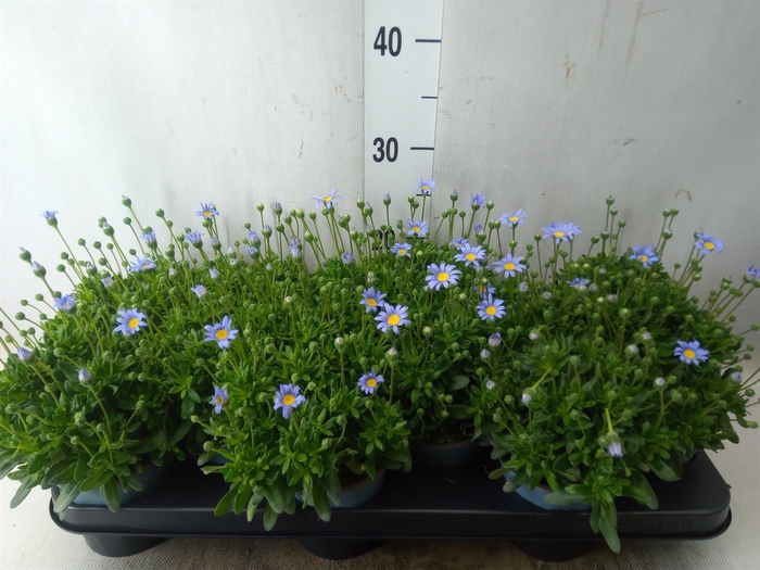 <h4>Felicia amell. 'Felicitara Blue'</h4>