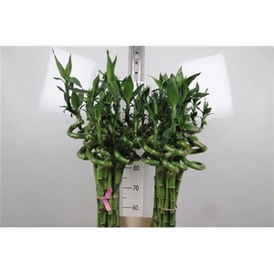 Drac Lucky Bamboo 100cm