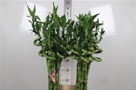 <h4>Drac Lucky Bamboo 100cm</h4>