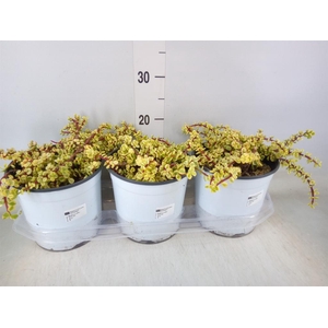 Portulacaria afra 'Variegata'