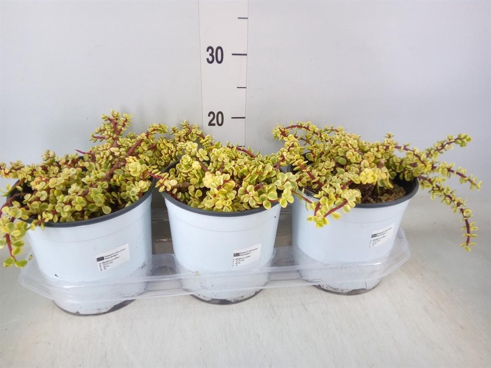 <h4>Portulacaria afra 'Variegata'</h4>