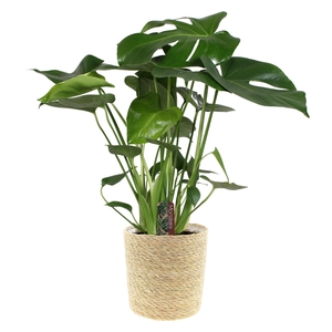 Monstera deliciosa in zeegras mand