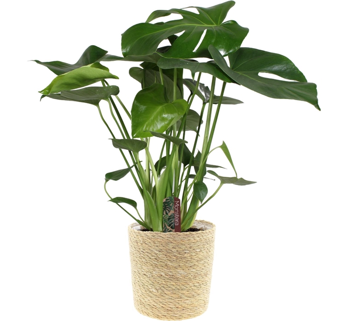 <h4>Monstera deliciosa in zeegras mand</h4>