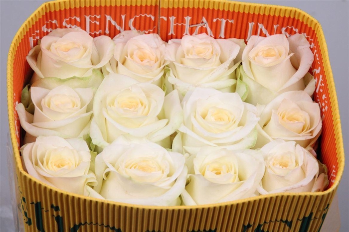 <h4>R Gr Candlelight Ec</h4>