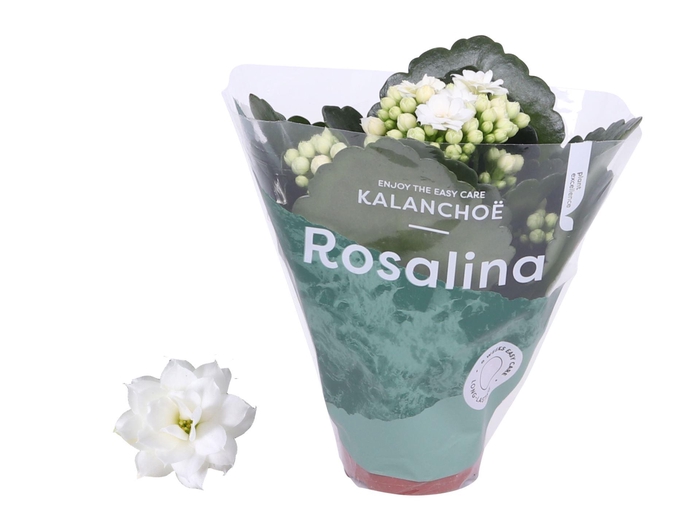 <h4>Kalanchoe gevuld Rosalina Don Dione</h4>