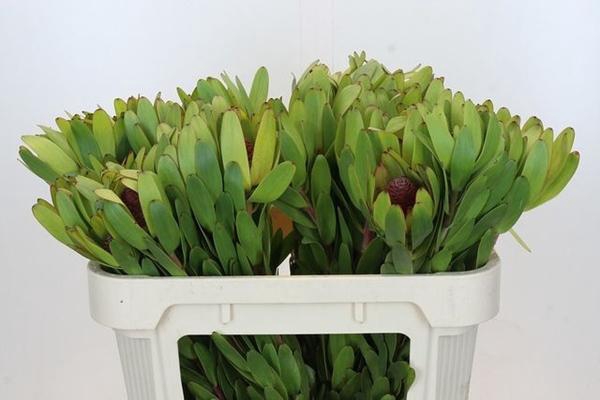 <h4>LEUCAD ROSETTE</h4>