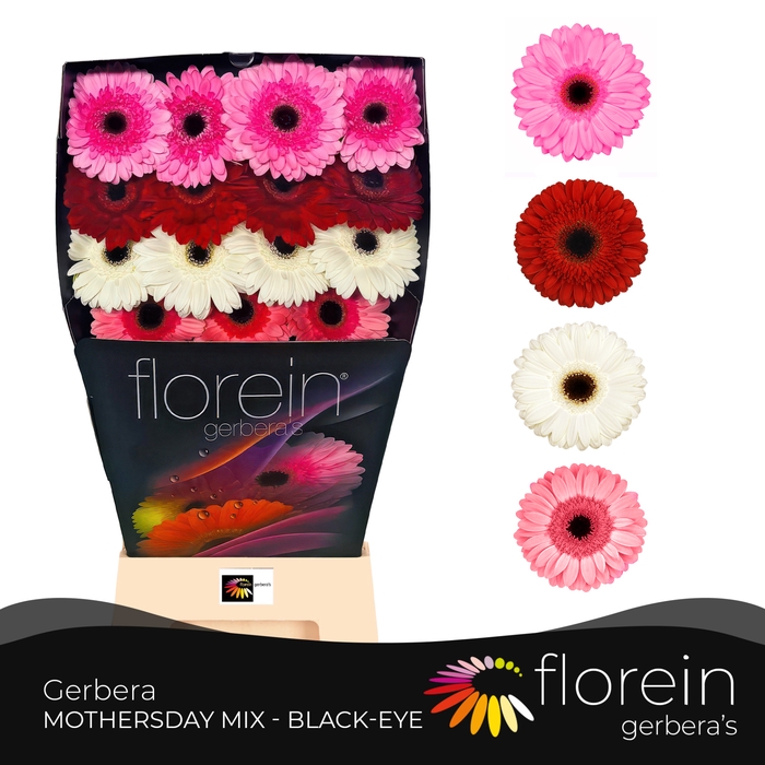 <h4>Gerbera Mix 4 kleuren Diamond</h4>