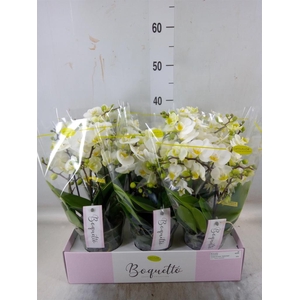 Phalaenopsis multi.   ...white