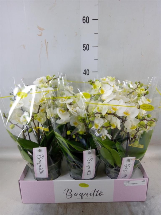 <h4>Phalaenopsis multi.   ...white</h4>