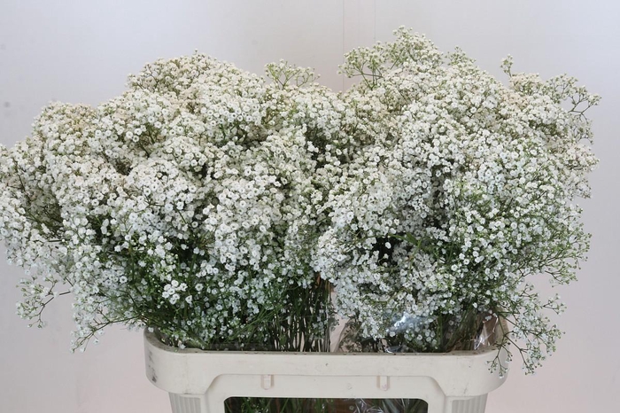 <h4>Gyps Million Stars</h4>