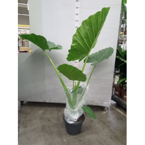 Alocasia macrorrhiza