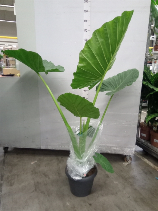 Alocasia macrorrhiza