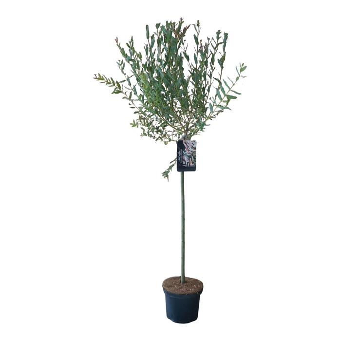 <h4>Salix integra 'Hakuro Nishiki' 80ST</h4>