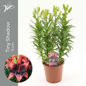 Lilium Tiny Shadow 13 cm (az. lelie)
