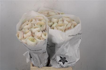 <h4>Ran Su Hanoi</h4>