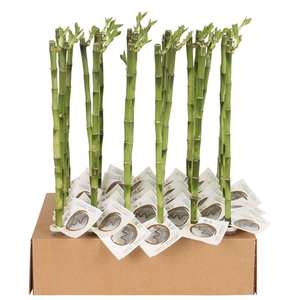 Lucky Bamboo Stem Straight 50cm in Tube & Karton Tray